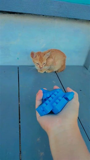 lego cat ASMR #reversemagic #cat #satisfying #funny #trendingshorts