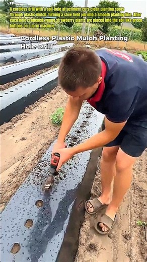 Plastic Mulch Hole Drill Makes Planting Faster #FarmingHack #StrawberryFarm #USA