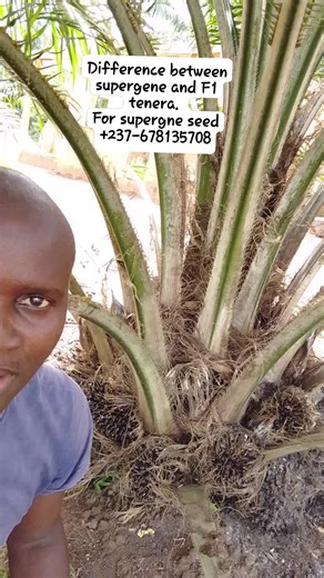 2.8K views · 17 reactions | Difference between supergene and F1 Tenera seed. For your supergene seed +237-678135708 | Agro-Food FM | Facebook