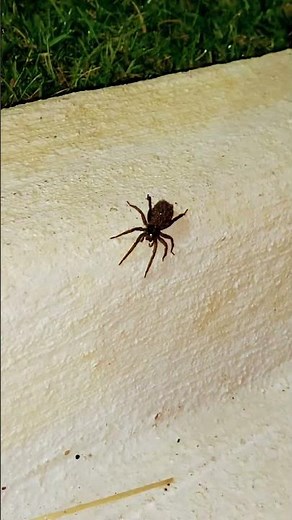 Momma Wolf Spider with her babies