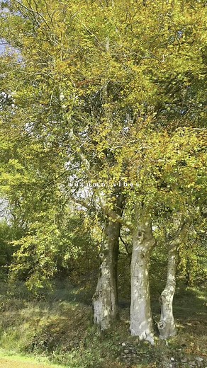 2.5K views · 3 comments |  Golden Season at Hidden River  There’s...