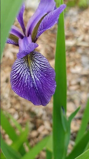 blue flag iris
