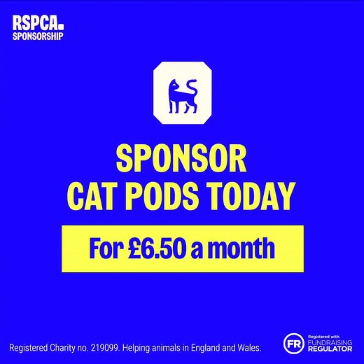 What does it take to transform cats' lives? You can Sponsor cat pods for £6.50 a month to help rescued cats recover. 💙🐱 | RSPCA (England & Wales)