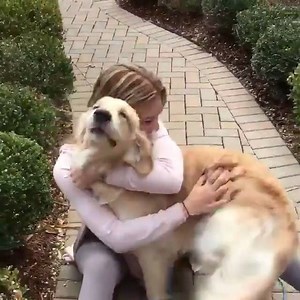 Pode estar triste,mas se tem alguem te esperando com essa alegria,a tristeza vai saltar de alegria! Fonte The Pet Lovers. 💓💓 O amor de Quatro Patas 💓💓 | O amor de Quatro Patas