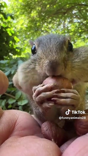 Funny Animal Videos: Best Kids' Animal Laughs