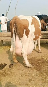 972K views · 45K reactions | Big cow #farming #satisfying #shorts #agriculture #china #cropmanagement#farming #satisfying #shorts #agriculture #china #cropmanagement #tomato #harvest #tomato #harvest #africanwoman #farming #agriculture #tilia | Dairy Cow TV | Facebook