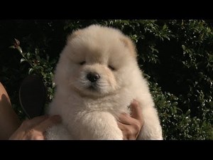 Brushing a Fluffy Chow Puppy