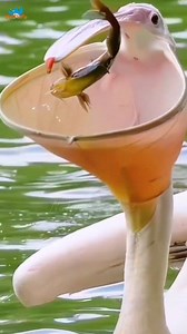 Angels of the Forest, Beautiful and Elegant Birds! | Nature-Tweeters