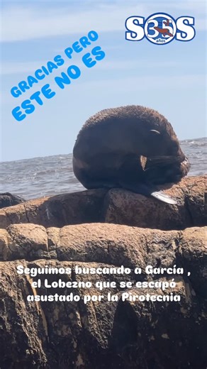 S.O.S Rescate Fauna Marina on Instagram