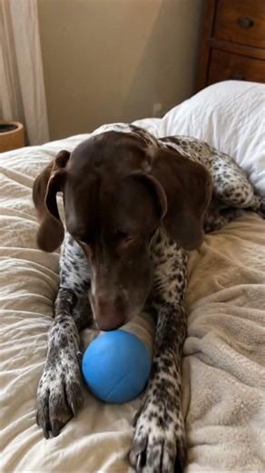The Quiet Ritual of brown-and-white German shorthaired pointer 🌙