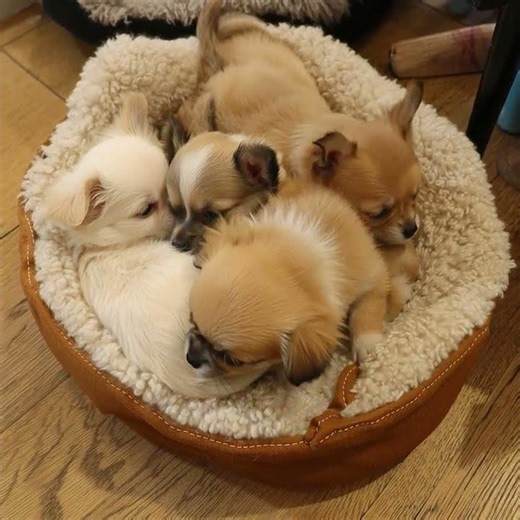 Tiny puppies in a cuddling situation #puppy #doglife #cute