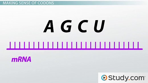 Genetic Code & How to Read a Codon Chart