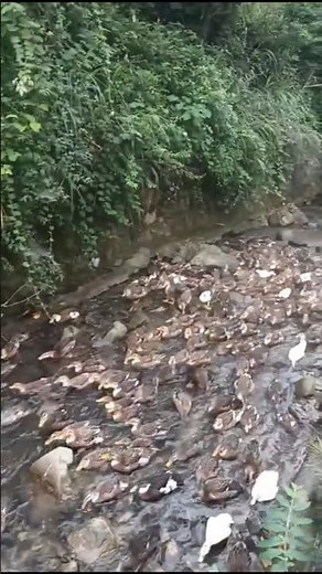 Happy Ducks: Flock Playing and Swimming in Farm River 👀