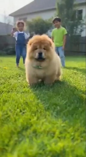 “Chow Chow Plays with Children ❤️ | Cutest Dog & Kids Moments Ever 🐶👧❄️” #chowchow #pets #cutedog