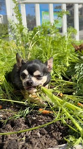 As always, never underestimate the female garden gremlin ❤️👹 #gardengremlins | Lu-Seal Manor