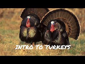 Want to raise Turkeys? Here's how #turkeys