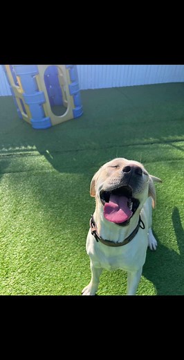 AAA Pet Resort Gold Coast on TikTok