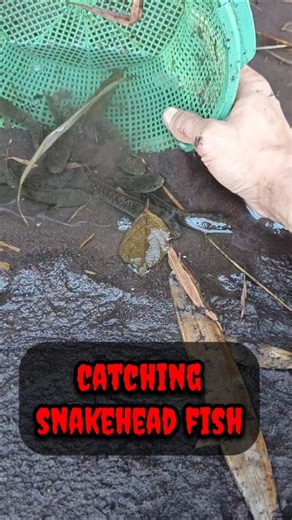 snakehead fish aquarium,snakehead fishing florida,SNAKEHEAD FISH #shorts #fish #channa #viralvideo