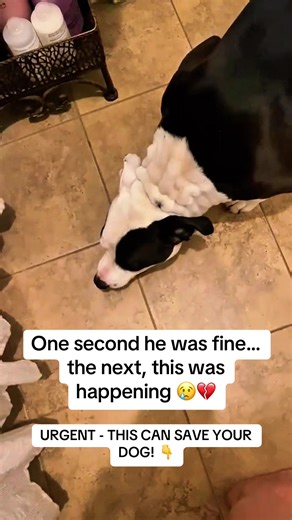 I noticed him suddenly vomiting. At first, I thought it was just a little gag, but then it kept happening. He looked uncomfortable, weak, and clearly not himself. His eyes were dull, and he barely wanted to move. My heart sank. I rushed him to the vet immediately. After a thorough check, they explained that he was dealing with a stomach bug, which caused his body to react by vomiting. Even a mild bug can upset digestion, affect energy levels, and make dogs feel very unwell. The vet said that kee