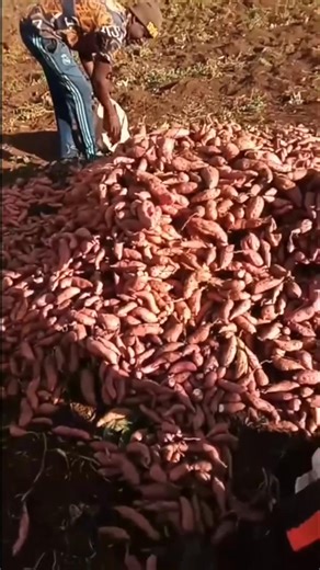 🌱 « La terre comorienne n’attend que ses enfants » À la Grande Comore, des agriculteurs étrangers cultivent déjà nos terres avec succès, comme ici avec la patate douce. Preuve que notre sol est fertile et plein de richesses. Mais une question s’impose : pourquoi pas nous, les Comoriens, et surtout les jeunes ? L’avenir de notre pays repose aussi sur notre capacité à valoriser notre agriculture, à nourrir nos familles et à créer nos propres opportunités. 🌍💪 Source : Habarizakomores | Actualité