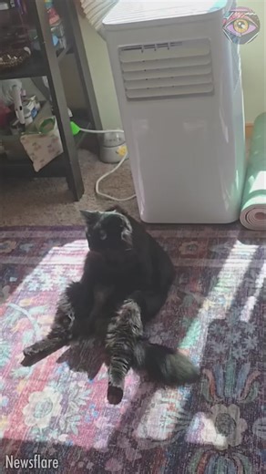 Los gatos negros son un regalo para el mundo🐈‍⬛ | Genial