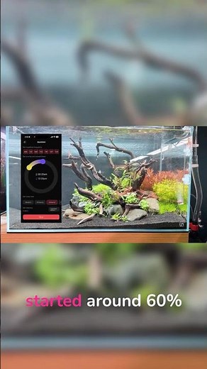Dim your lights, save your plants #aquariumtips #plantedaquarium #fishkeeping