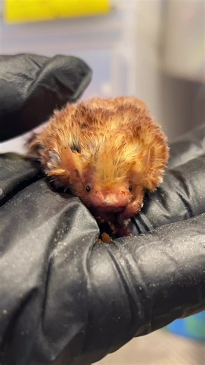 A moment of zen before #AmplifyAustinDay kicks off in an hour. Support bats like Harpo today by making a donation—link in our bio. | Austin Bat Refuge