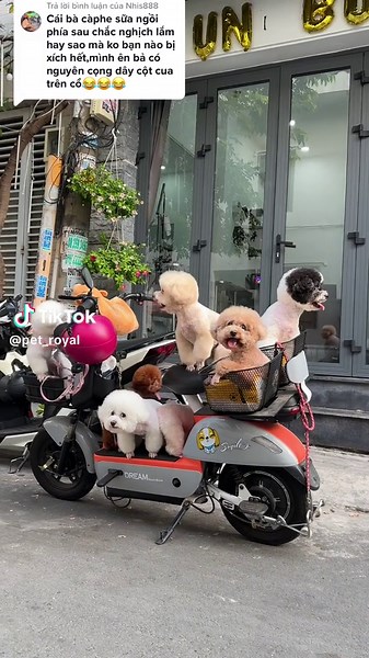 Trả lời @Nhis888 Đúng rồi bạn ơi ,bởi vậy mới gãy cái tay đó ,qua Spa mình quậy banh nóc 🤣🤣🤣 #cutepet #poodle