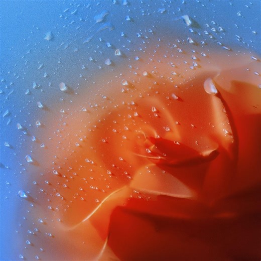 Cassandra Jenkins - 'Delphinium Blue'