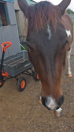 Awkward Horse Girlie 🐎✨️ (@awkwardhorsegirl)’s videos with オリジナル楽曲 - 🕺🏼Hoodie fam🌏