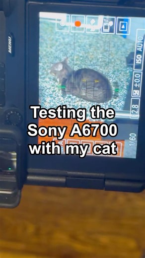 Testing the Sony A6700 Animal Focus | Cat Edition