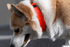 Invoxia : l'invention d'un collier canin piloté par IA pour suivre la santé cardiaque de votre chien