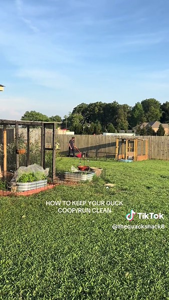 How to Keep Your Duck Coop Clean and Healthy