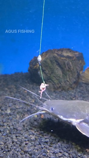 158K views · 602 reactions | This is How Catfish Eat Bait #fishing #tutorial #mancing #fyp #foryou | Agus Subarna | Facebook