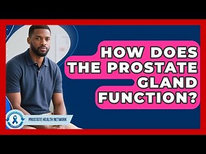 How Does The Prostate Gland Function? - Prostate Health Network