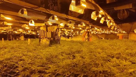 Man jailed after more than 7,000 cannabis plants found in former Northampton town centre casino