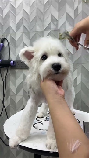 Cute Schnauzer Puppy Diary: The Daily Life of a White Schnauzer