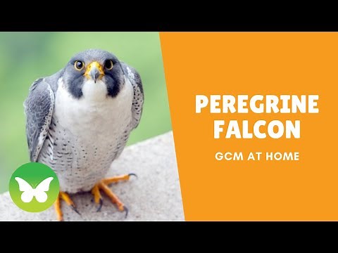 Peregrine Falcon Fun Facts