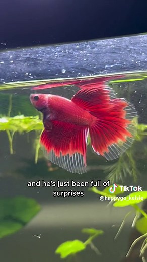 Baby Betta Fish Growth Stages and Care Guide