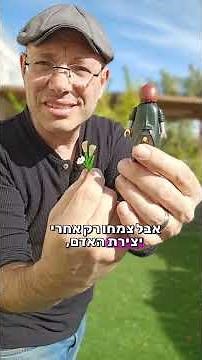 פרשת בראשית. תשפ"ה. נעם יעקובסון
