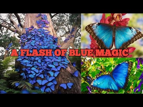 Blue Morpho Butterfly – Wings of Living Light | The Shimmering Jewel of the Rainforest