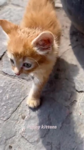 Cute funny kittens 😸 #cat #catlover #funnycat #fyp #kitten #funnypets | Funny cat 520