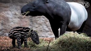883K views · 16K reactions | A rare Malayan tapir has been born at...