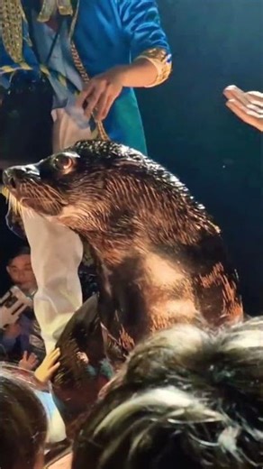 Cute Performance You’ll See Today #wildlife #cuteanimals #polaranimals #animalshorts