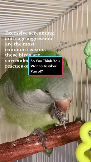 Quaker Parrot Buying Guide | What You Need to Know
