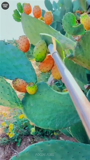 Eating Cactus? The Secret Superfood Hidden in Spines #facts #shorts