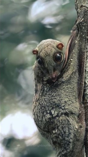 World’s Most Dangerous Gliding Animal – Flying Lemur #reels #facts
