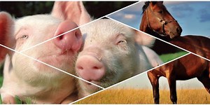 Artiodáctilos Características, Respiração e Classificações Inferiores – Mundo Ecologia