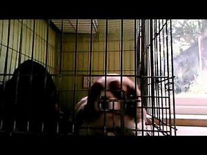 dogs shagging each other