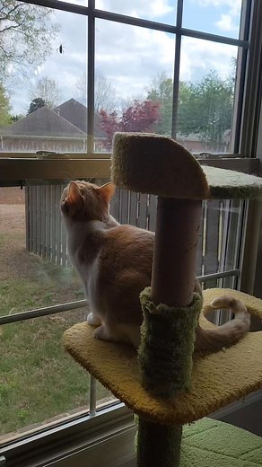 Muffin vs. Stink Bug -- I think she won. | Luli & Cat